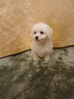 ***Rocky***, a male Poodle - Toy  for sale in Covington, GA – Photo 4 of 5