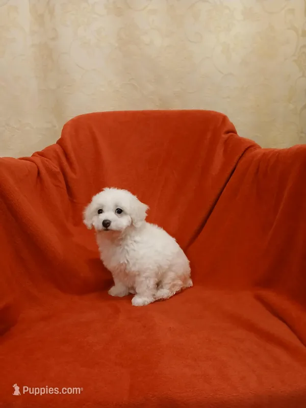 ***Rocky*** – Poodle - Toy  puppy for sale in Covington, GA