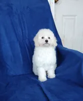 **Benji**, a male Poodle - Toy  for sale in Covington, GA – 5 of 7