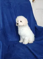 **Benji**, a male Poodle - Toy  for sale in Covington, GA – 4 of 7