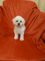***Puppy #1***, a male Poodle - Toy  for sale in Covington, GA – 5 of 5
