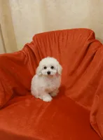 **Penny **, a female Poodle - Toy  for sale in Covington, GA – 4 of 5