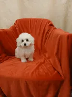 **Romeo**, a male Poodle - Toy  for sale in Covington, GA – 5 of 6
