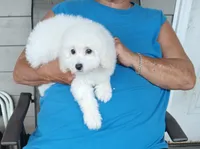 **Snowball**, a male Poodle - Toy  for sale in Covington, GA – 7 of 7
