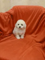 **Precious **, a female Poodle - Toy  for sale in Covington, GA – 4 of 5