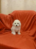 **Precious **, a female Poodle - Toy  for sale in Covington, GA – 3 of 5
