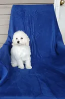**Benji**, a male Poodle - Toy  for sale in Covington, GA – 2 of 7