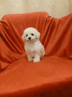 **Precious **, a female Poodle - Toy  for sale in Covington, GA – 2 of 5