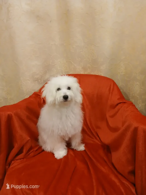 ***Snowball*** – Poodle - Toy  puppy for sale in Covington, GA