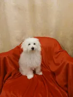 ***Snowball***, a male Poodle - Toy  for sale in Covington, GA – 1 of 4
