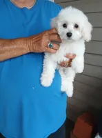 **Romeo**, a male Poodle - Toy  for sale in Covington, GA – 2 of 6