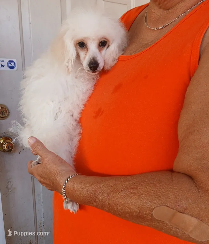 ***Rascal*** – Poodle - Toy  puppy for sale in Covington, GA