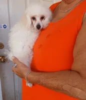 ***Rascal***, a male Poodle - Toy  for sale in Covington, GA – 1 of 5