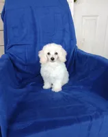**Tucker**, a male Poodle - Toy  for sale in Covington, GA – 9 of 9