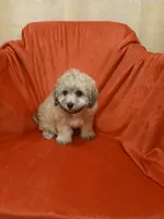 ****Puppy #2****, a male Poodle - Toy  for sale in Covington, GA – 2 of 5