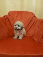 ****Puppy #2****, a male Poodle - Toy  for sale in Covington, GA – 4 of 5