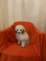 ****Roscoe****, a male Poodle - Toy  for sale in Covington, GA – 5 of 5