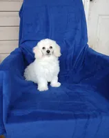 **Tucker**, a male Poodle - Toy  for sale in Covington, GA – 7 of 9