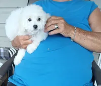 **Snowball**, a male Poodle - Toy  for sale in Covington, GA – 3 of 7