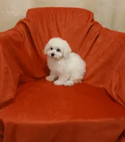 **Penny **, a female Poodle - Toy  for sale in Covington, GA – 5 of 5