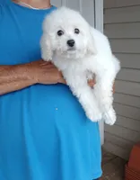 **Snowball**, a male Poodle - Toy  for sale in Covington, GA – 2 of 7