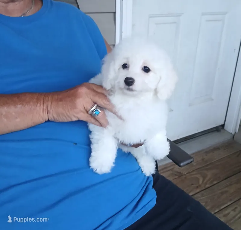 **Tucker** – Poodle - Toy  puppy for sale in Covington, GA