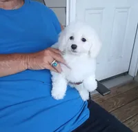 **Jack**, a male Poodle - Toy  for sale in Covington, GA – 1 of 8