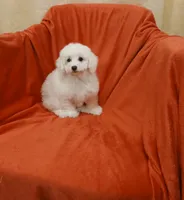 **Jack**, a male Poodle - Toy  for sale in Covington, GA – 2 of 8
