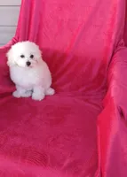 *Penny*Deposit, a female Poodle - Toy  for sale in Covington, GA – 3 of 5
