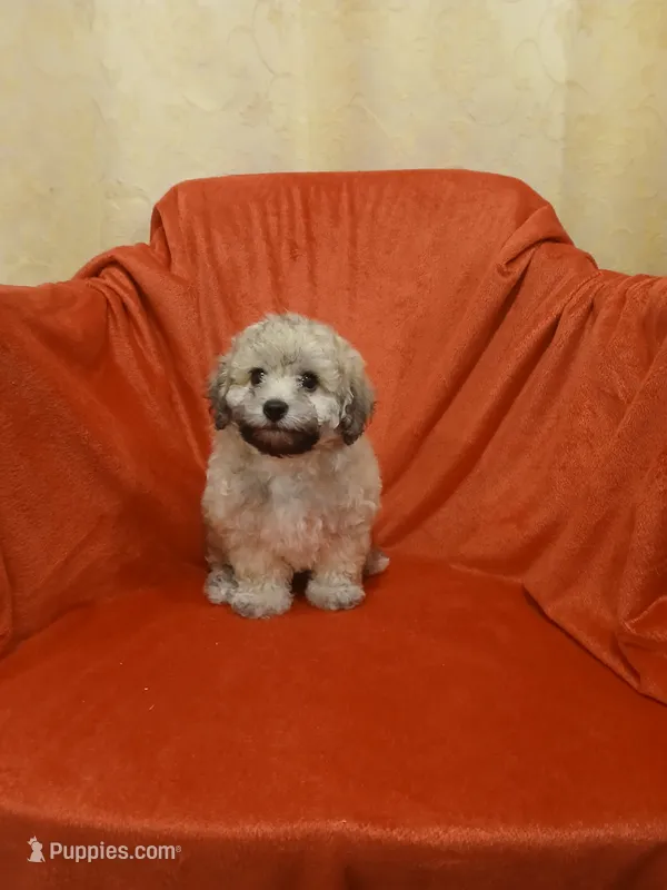 ****Puppy #2**** – Poodle - Toy  puppy for sale in Covington, GA