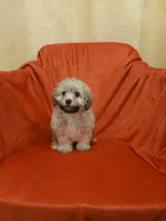 ****Puppy #2****, a male Poodle - Toy  for sale in Covington, GA – 1 of 5