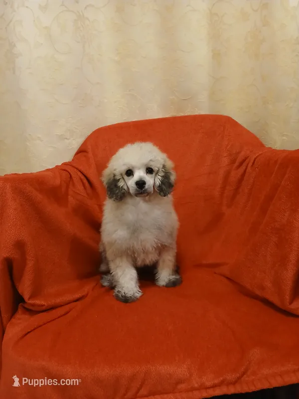 ****Tucker**** – Poodle - Toy  puppy for sale in Covington, GA
