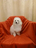 ****Archie****, a male Poodle - Toy  for sale in Covington, GA – Photo 2 of 5