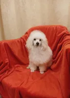 ****Archie****, a male Poodle - Toy  for sale in Covington, GA – Photo 3 of 5