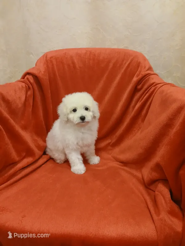 **Tucker** – Poodle - Toy  puppy for sale in Covington, GA
