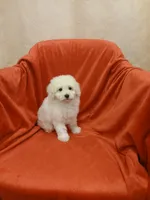**Tucker**, a male Poodle - Toy  for sale in Covington, GA – 1 of 5