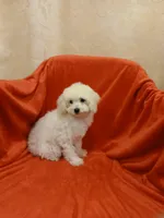 ****Sugar****, a female Poodle - Toy  for sale in Covington, GA – Photo 4 of 8