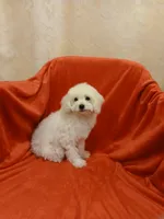 ****Sugar****, a female Poodle - Toy  for sale in Covington, GA – Photo 6 of 8