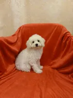 ****Sugar****, a female Poodle - Toy  for sale in Covington, GA – Photo 2 of 8