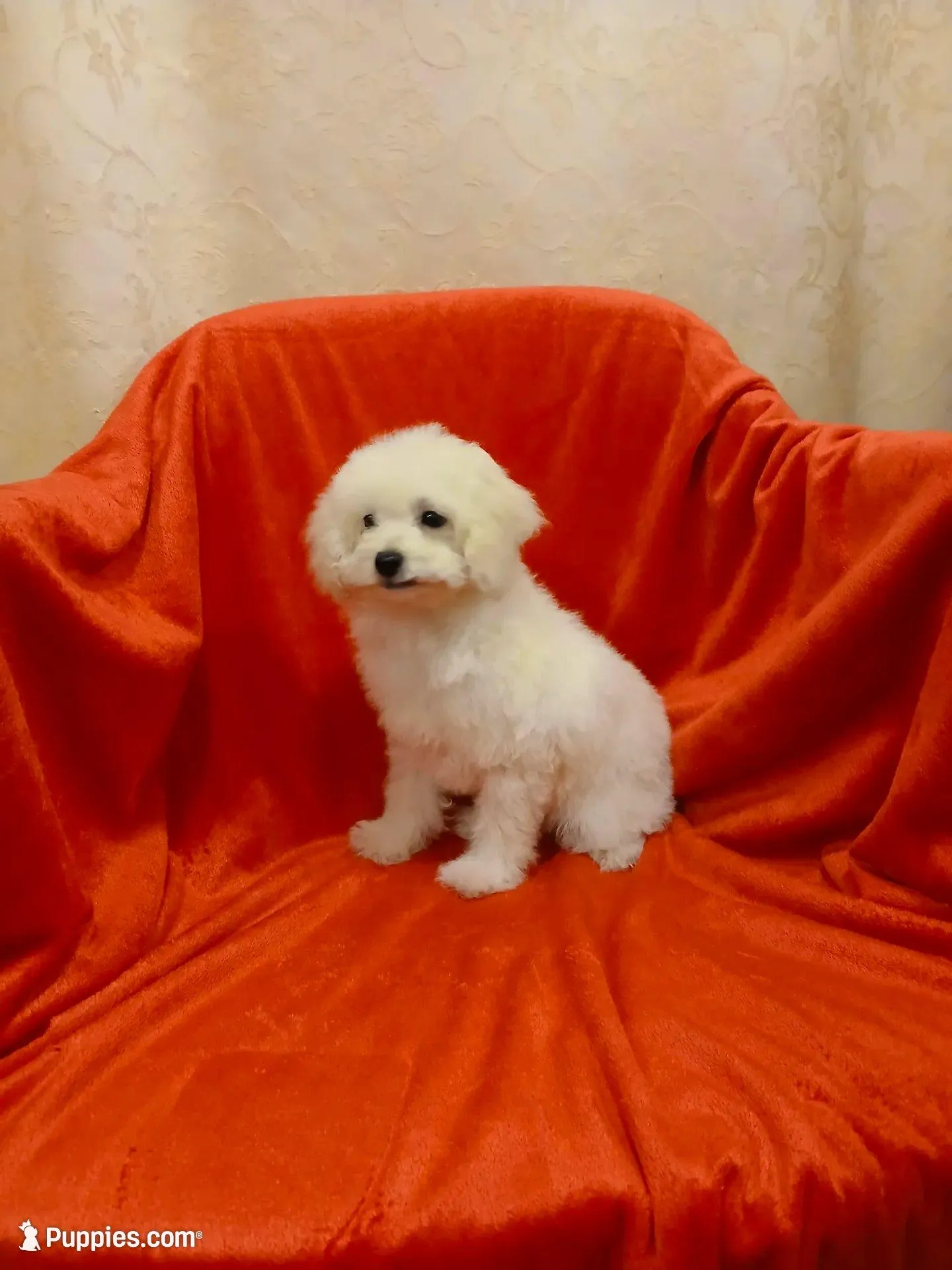 ****Sugar****, a female Poodle - Toy  for sale in Covington, GA – Photo 3 of 8