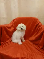 ****Sugar****, a female Poodle - Toy  for sale in Covington, GA – Photo 7 of 8