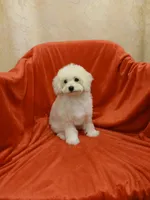 ****Sugar****, a female Poodle - Toy  for sale in Covington, GA – Photo 5 of 8