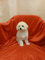 ****Sugar****, a female Poodle - Toy  for sale in Covington, GA – Photo 8 of 8