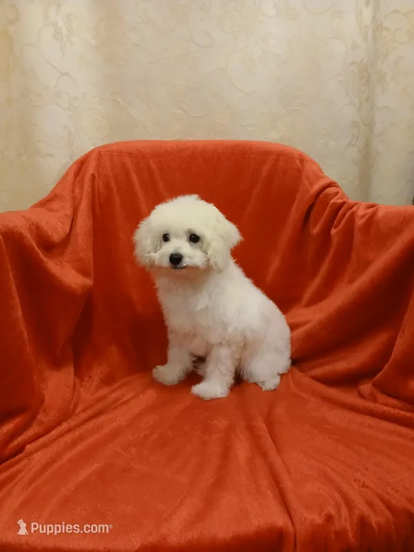****Sugar**** – Poodle - Toy  puppy for sale in Covington, GA