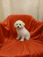 ****Sugar****, a female Poodle - Toy  for sale in Covington, GA – Photo 1 of 8