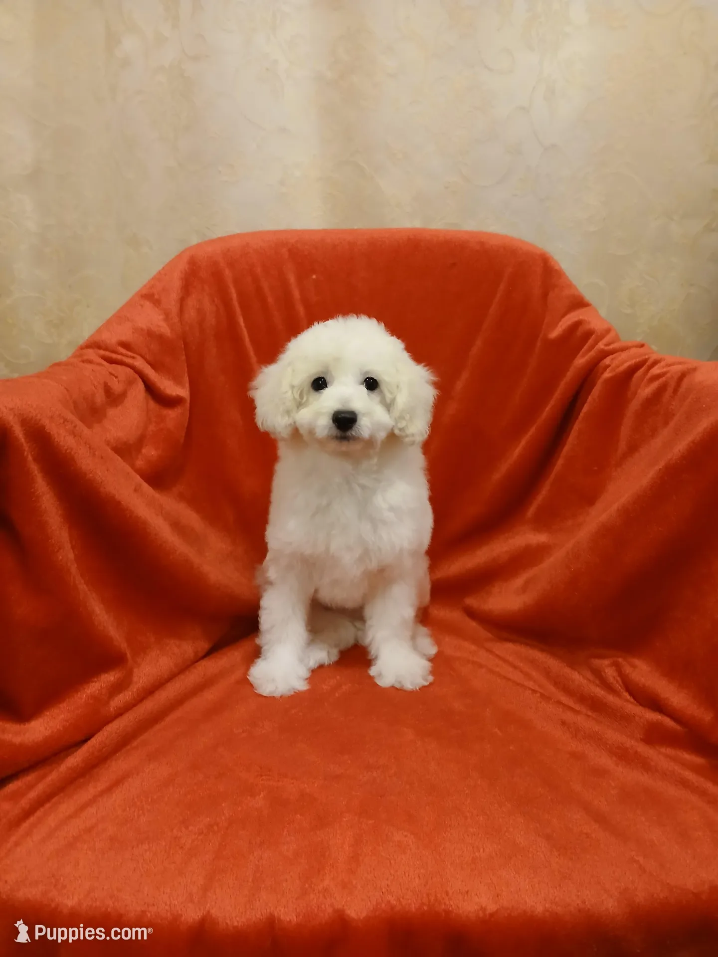 ***Tucker***, a male Poodle - Toy  for sale in Covington, GA – Photo 5 of 5