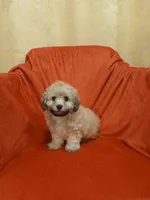 ****Puppy #2****, a male Poodle - Toy  for sale in Covington, GA – 3 of 5