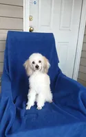 ** Cooper**, a male Poodle - Toy  for sale in Covington, GA – 3 of 5