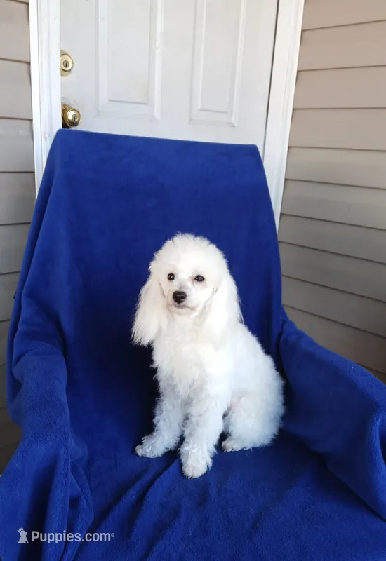 **Snowball ** – Poodle - Toy  puppy for sale in Covington, GA