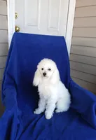**Snowball **, a male Poodle - Toy  for sale in Covington, GA – 1 of 4